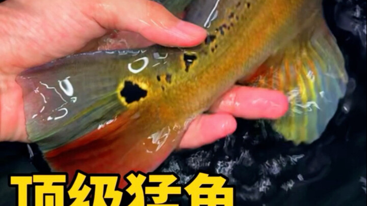 ทุ่มเงินสี่หลักซื้อปลาบึกชั้นยอดไปหนึ่งตัวในคราวเดียว!