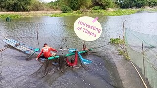 Tilapia Harvesting!!!