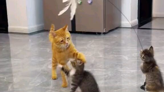 new Cat video....