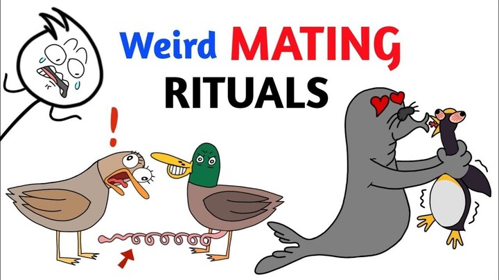 Worst Mating Rituals In Animal Kingdom