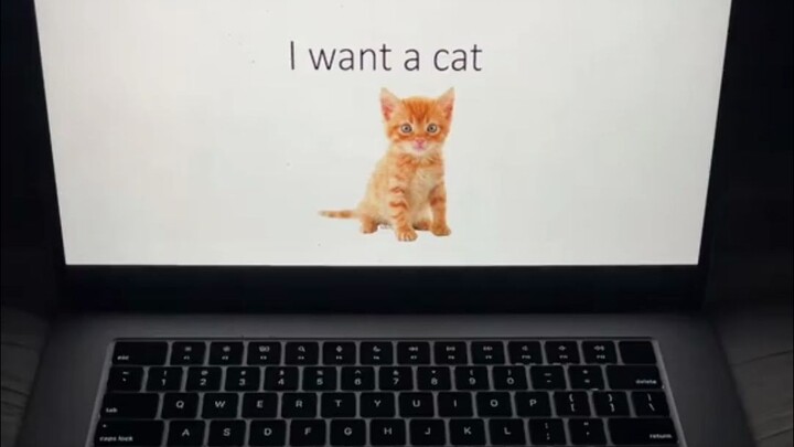 “Tôi muốn một chú mèo”
