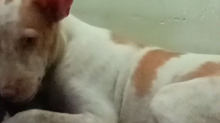 kulit