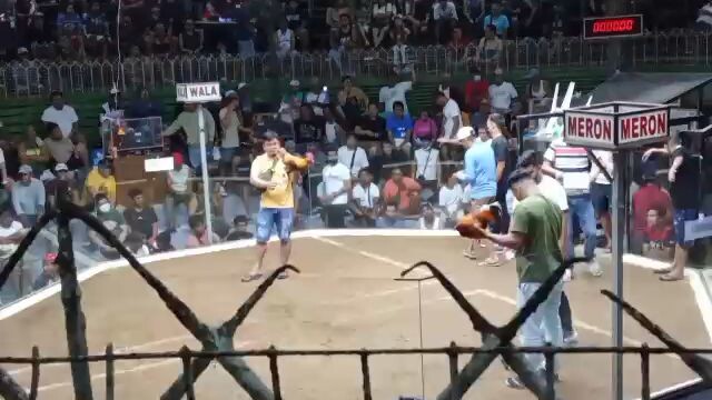 Coppergold bullstag🐓