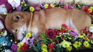 I love ❤️ animal 💕 🐶🐕🐶🐕🐶🐕🐶🐕🐶🐕🐶🐕🐶🐕🐶🐕