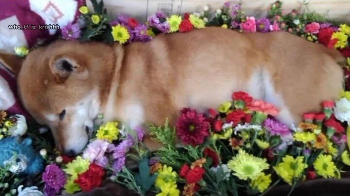 I love ❤️ animal 💕 🐶🐕🐶🐕🐶🐕🐶🐕🐶🐕🐶🐕🐶🐕🐶🐕