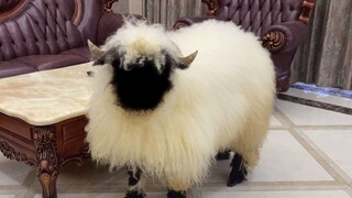 Đừng bao giờ bắt nạt Cừu Mũi đen Valais nha