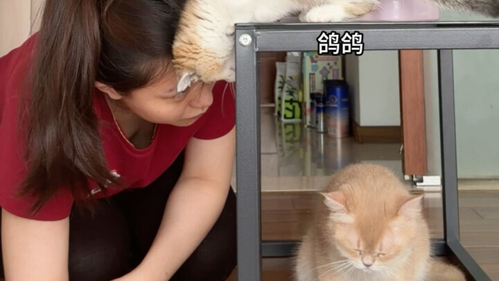 Cứu tôi với! Con taoti này sao lại lớn lên nhiều thế nhỉ?