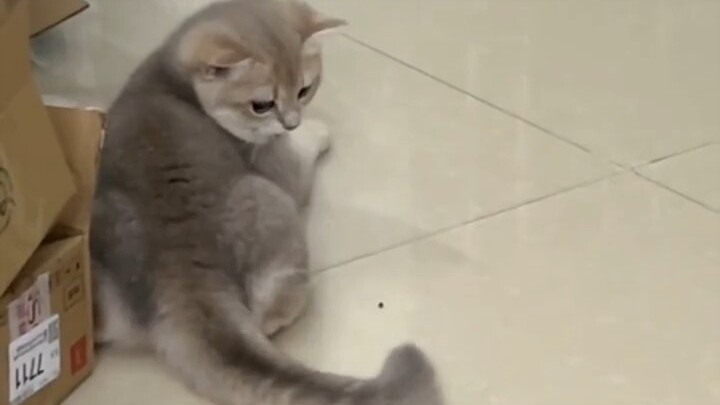 The weirder the cat, the more people love it.