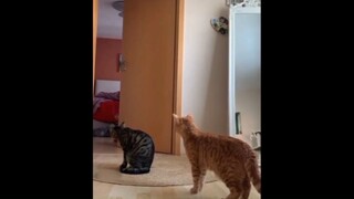 Tác phẩm sao khi tui ôm mèo và cái kết lông mèo khônggg #doisong