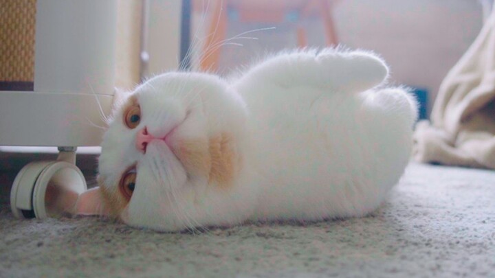 A lazy, lazy day