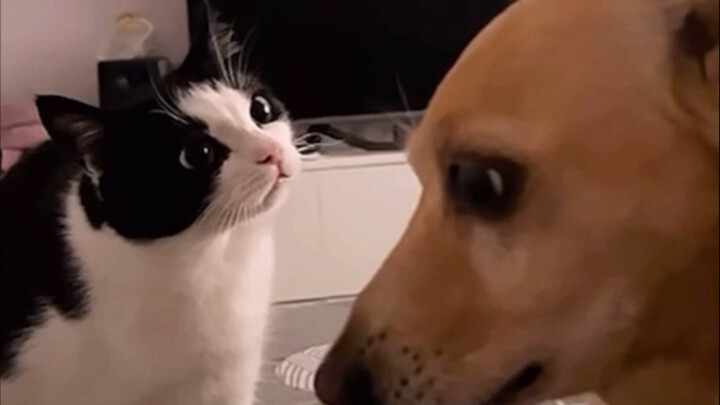 Cat, have you had enough fun yet?