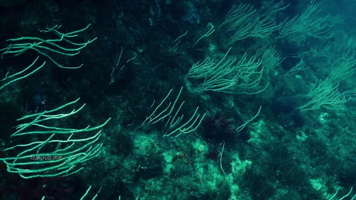 survive tamil dubbed movie 🍿