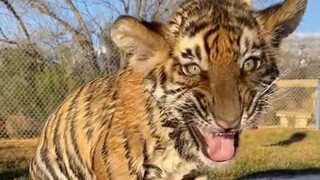 Harimau kecil tumbuh besar dengan minum susu anjing, menganggap anjing tersebut sebagai ibunya