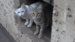 Cats are waiting for food in the basement