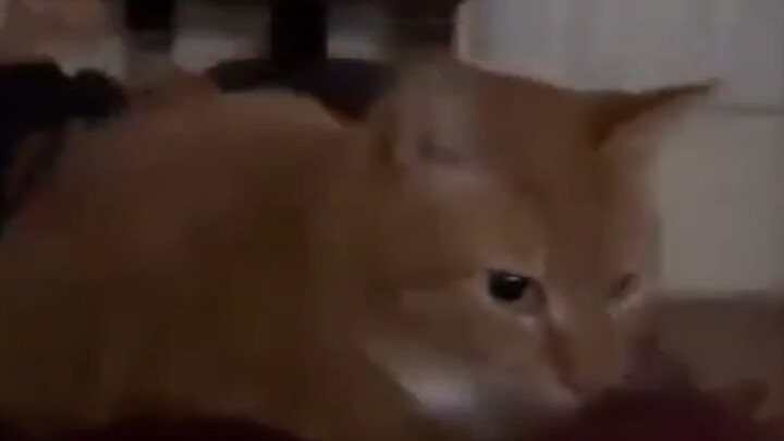 Chú mèo đàn hồi