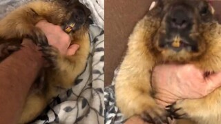 Theatrical Male Owner! Insists on having the groundhog act with him; the groundhog says: "This is to