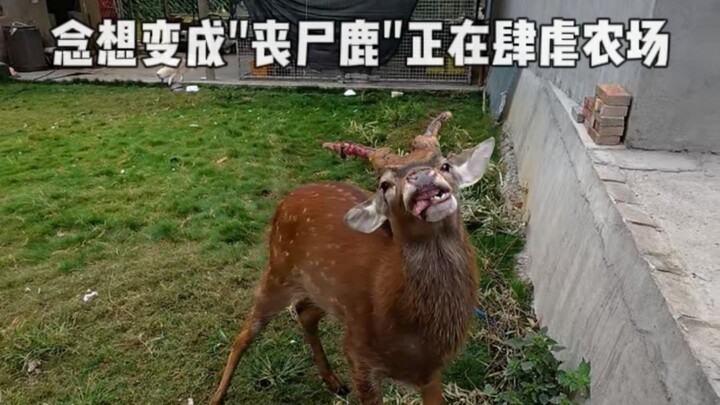 The cherished thought has turned into a "zombie deer" and is wreaking havoc on the farm...