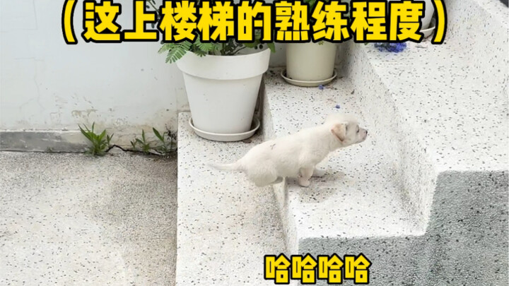 ทำยังไงดีเมื่อลูกหมาบ้านข้างๆ มาเยี่ยมทุกวัน?