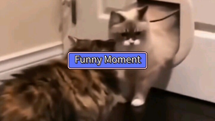 Funny Cat Moments.... 🐱