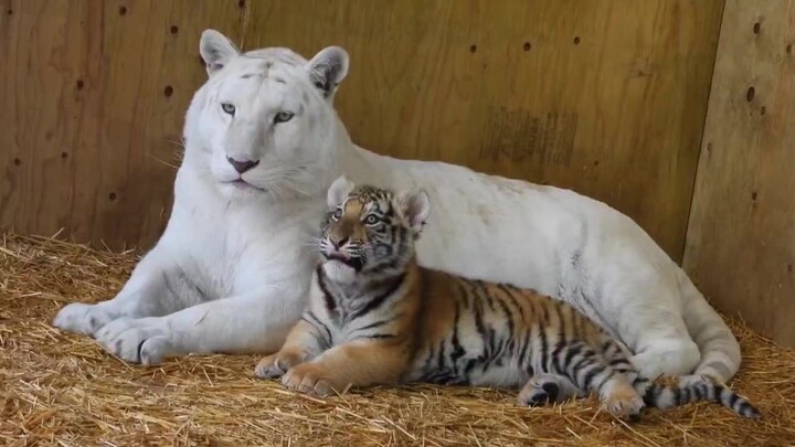 The little tiger cuddles with its beloved tiger mom and gets a big, loving nip—squeeee!