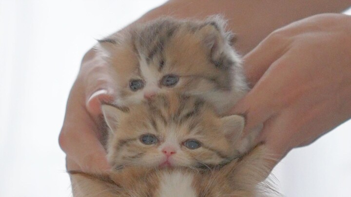 Cat stacking challenge! Qiqi is so cute