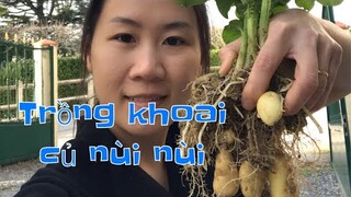 Cách trồng khoai tây tại nhà đơn giản, củ chùm chùm- Planter les Pommes de terre |Cathy Gerardo