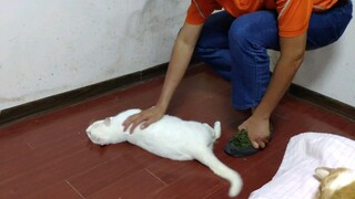A Spinning Kitten
