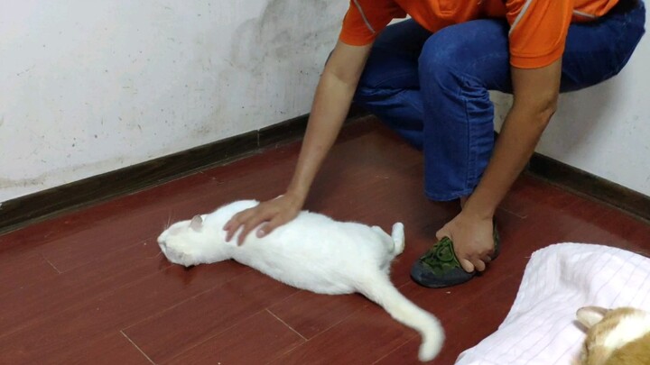 A Spinning Kitten