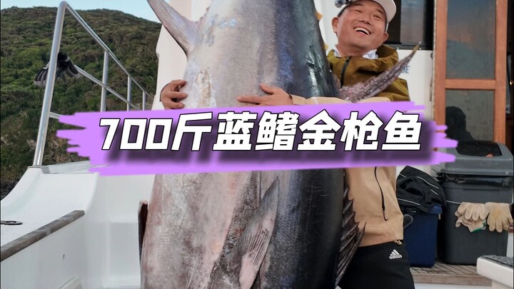 New Zealand’s Three Kings Islands unveil over 700 rare giant bluefin tuna.