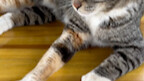I don’t know what this cat is doing—always so listless, not at all like me.