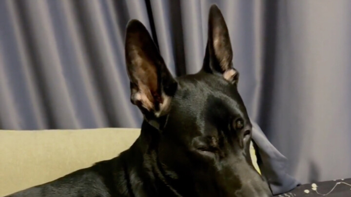 Menggenggam cakarmu, membersihkan kotoranmu sampai tua