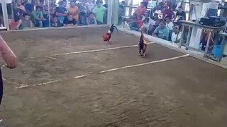 JR bulik