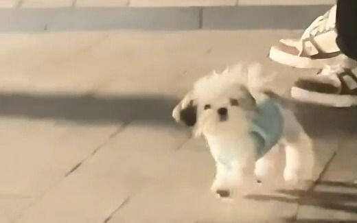 You say you love puppies—really?