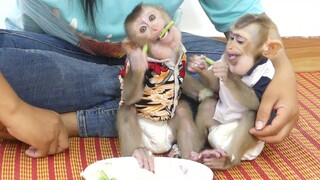 Two Baby Monkey!!  Cute Tiny Maki and Baby Maku Enjoy To Eat Rice With Fresh Vegetables