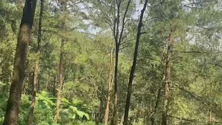 Telusuri hutan belantara