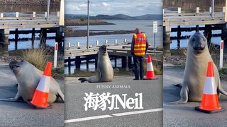 这是全世界最自来熟的海豹Neil🦭