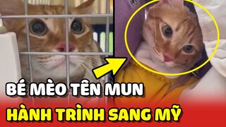 Bé mèo tên Mun và hành trình sang Mỹ cùng gia đình 😍 | Yêu Lu