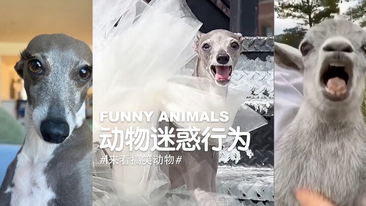 สัตว์ตลก | พฤติกรรมชวนงงของสัตว์