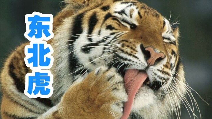 เสือโคร่งไซบีเรีย ชนิดพันธุ์คุ้มครองระดับชาติ: นี่มันส่งอาหารเดลิเวอรีมาถึงหน้าบ้านเองเลยเหรอ?