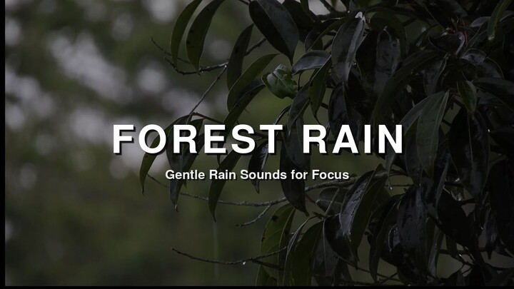 Rain in Deep Forest for Studying & Focus — Gentle Rain Sounds, No Thunder, No Music Breaks