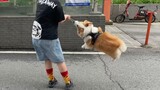 [Animals]Have fun with my lovely Corgi