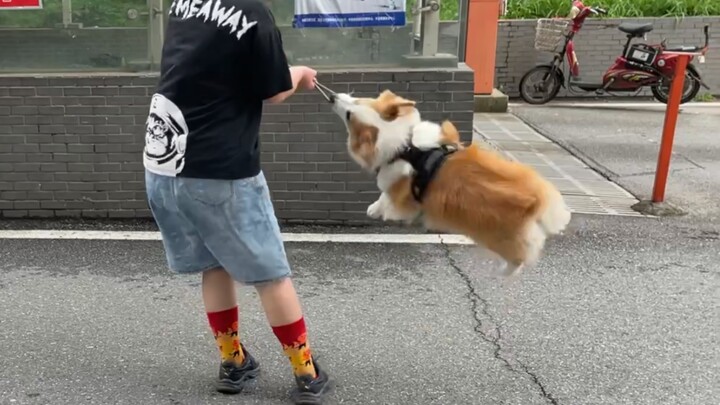 [Động vật]Vui cùng chú chó Corgi dễ thương của tôi