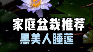 家庭盆栽推荐：黑美人睡莲
