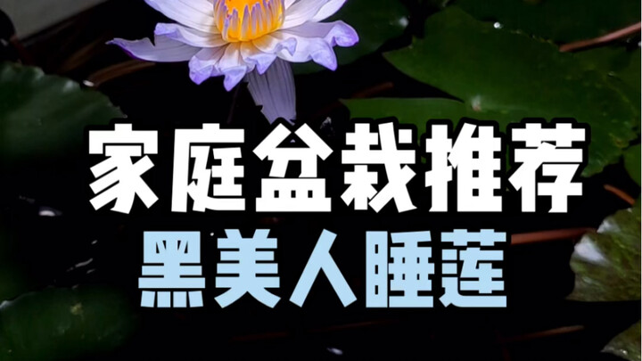 家庭盆栽推荐：黑美人睡莲