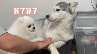 Such a tiny thing, yet it dares to think it can protect Mishu!