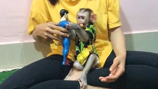 Mom entertain Mino monkey with toys