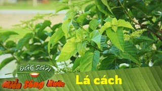 Lá cách - Rau dại ngon lạ lùng ai người miền Tây cũng khoái | Đặc sản miền sông nước