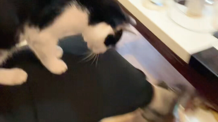 ฮ่าฮ่า แมวดื้อ