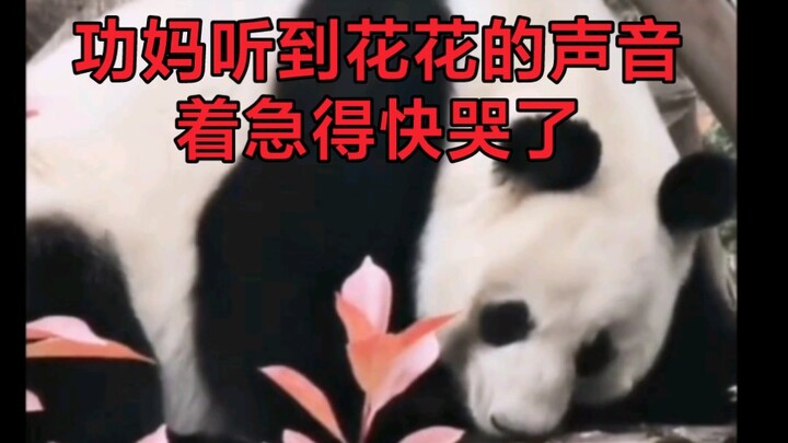 Overjoyed to finally hear her daughter Huahua’s voice, Mom Gong broke down and gasped for breath. He