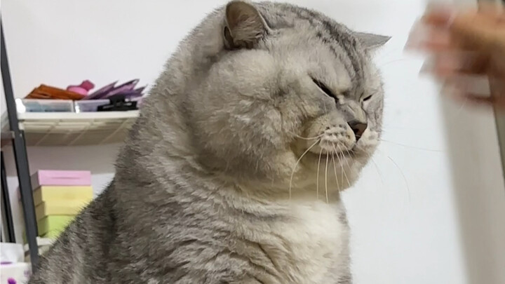 Đại Tráng bị dì của cậu em trai bắt nạt